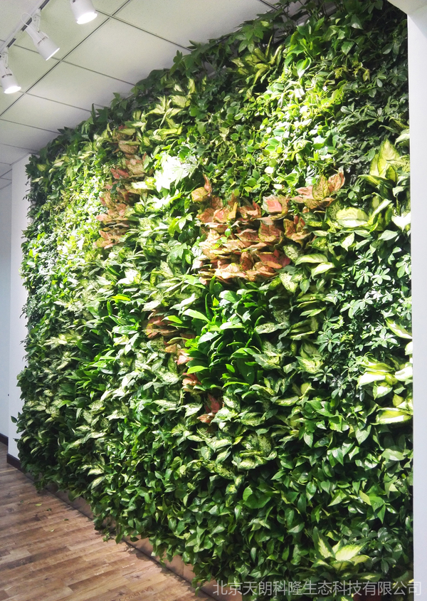 办公室绿植墙